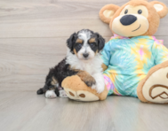 7 week old Mini Aussiedoodle Puppy For Sale - Pilesgrove Pups