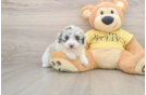 Best Mini Aussiedoodle Baby