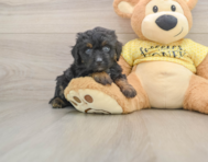 6 week old Mini Aussiedoodle Puppy For Sale - Pilesgrove Pups