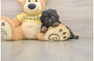 Mini Aussiedoodle Pup Being Cute