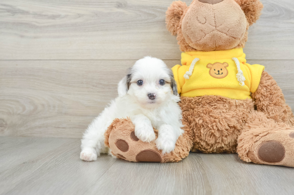 6 week old Mini Aussiedoodle Puppy For Sale - Pilesgrove Pups