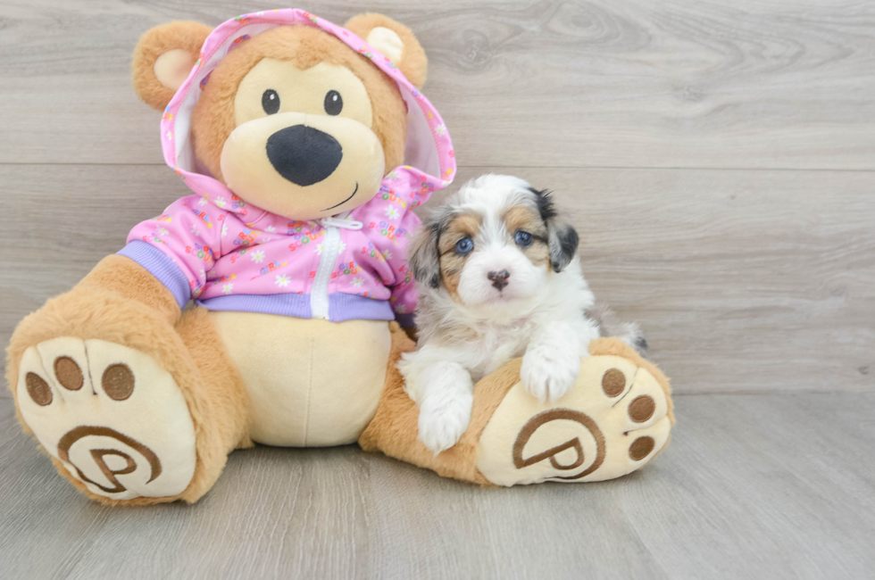 5 week old Mini Aussiedoodle Puppy For Sale - Pilesgrove Pups