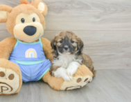 7 week old Mini Aussiedoodle Puppy For Sale - Pilesgrove Pups