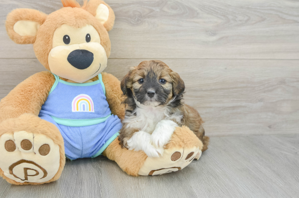 5 week old Mini Aussiedoodle Puppy For Sale - Pilesgrove Pups