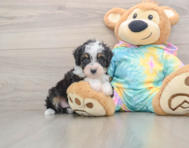 7 week old Mini Aussiedoodle Puppy For Sale - Pilesgrove Pups