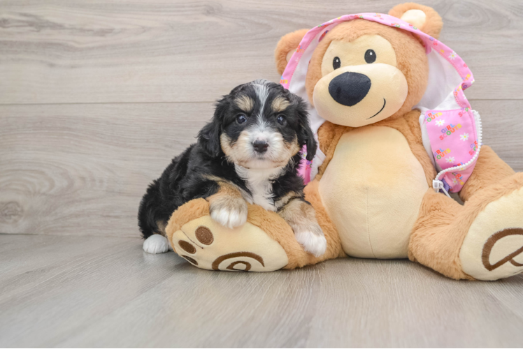 Little Mini Aussiepoo Poodle Mix Puppy