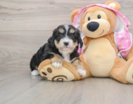 7 week old Mini Aussiedoodle Puppy For Sale - Pilesgrove Pups