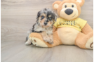 Happy Mini Aussiedoodle Baby