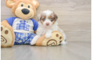 Little Aussiepoo Poodle Mix Puppy
