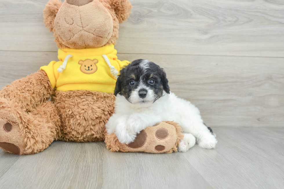 9 week old Mini Aussiedoodle Puppy For Sale - Pilesgrove Pups