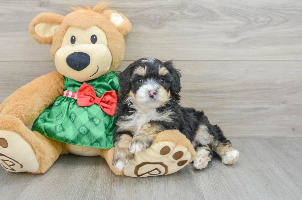 5 week old Mini Aussiedoodle Puppy For Sale - Pilesgrove Pups