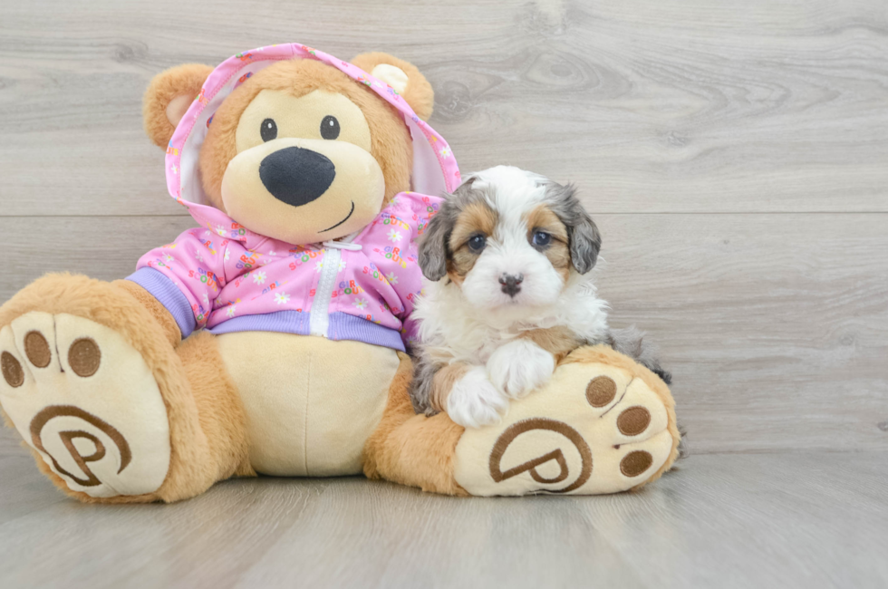 5 week old Mini Aussiedoodle Puppy For Sale - Pilesgrove Pups