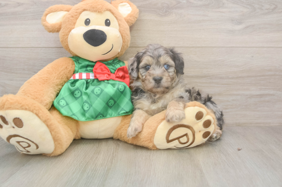 5 week old Mini Aussiedoodle Puppy For Sale - Pilesgrove Pups
