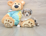 5 week old Mini Aussiedoodle Puppy For Sale - Pilesgrove Pups