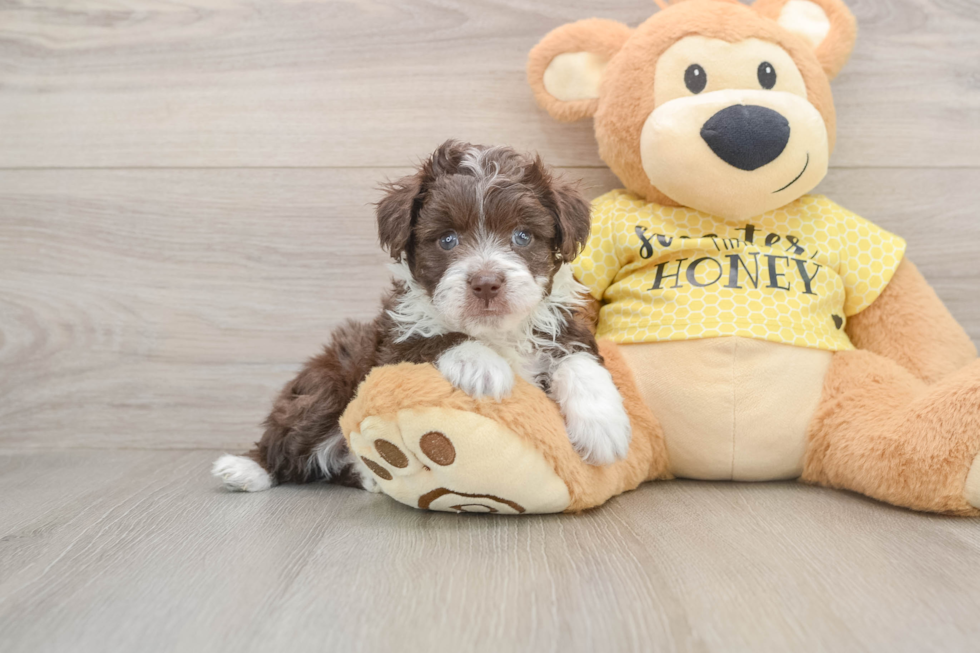 Popular Mini Aussiedoodle Poodle Mix Pup