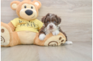 Energetic Aussie Poo Poodle Mix Puppy