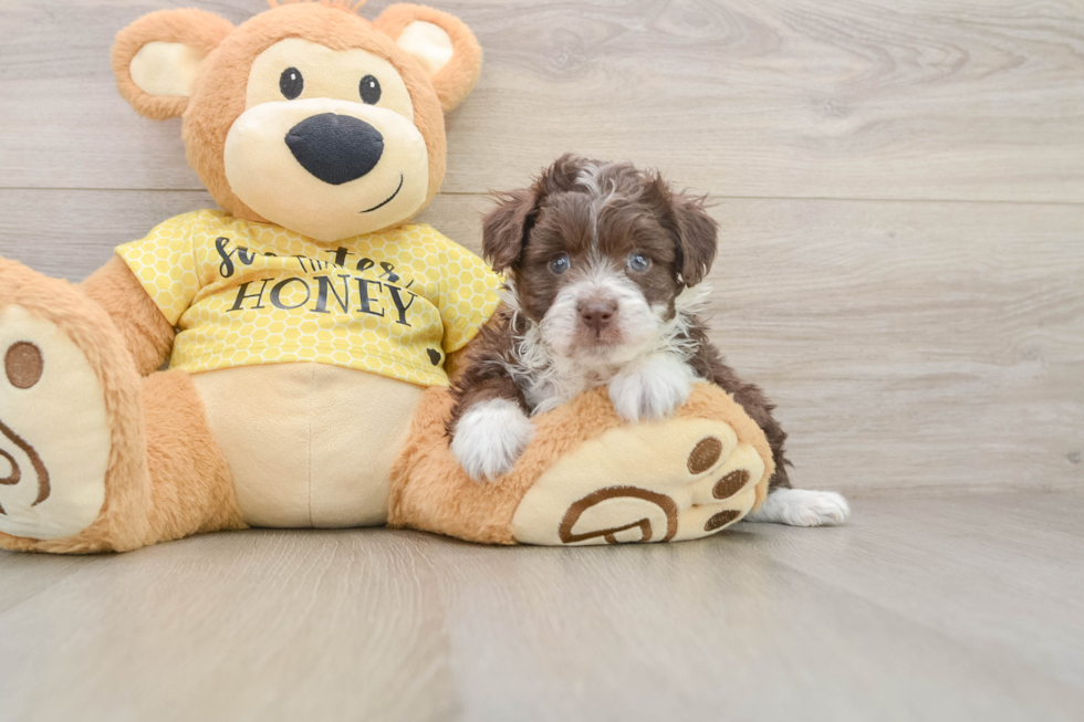 Energetic Aussie Poo Poodle Mix Puppy