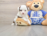 8 week old Mini Aussiedoodle Puppy For Sale - Pilesgrove Pups