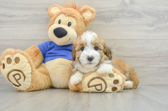 Happy Mini Aussiedoodle Baby