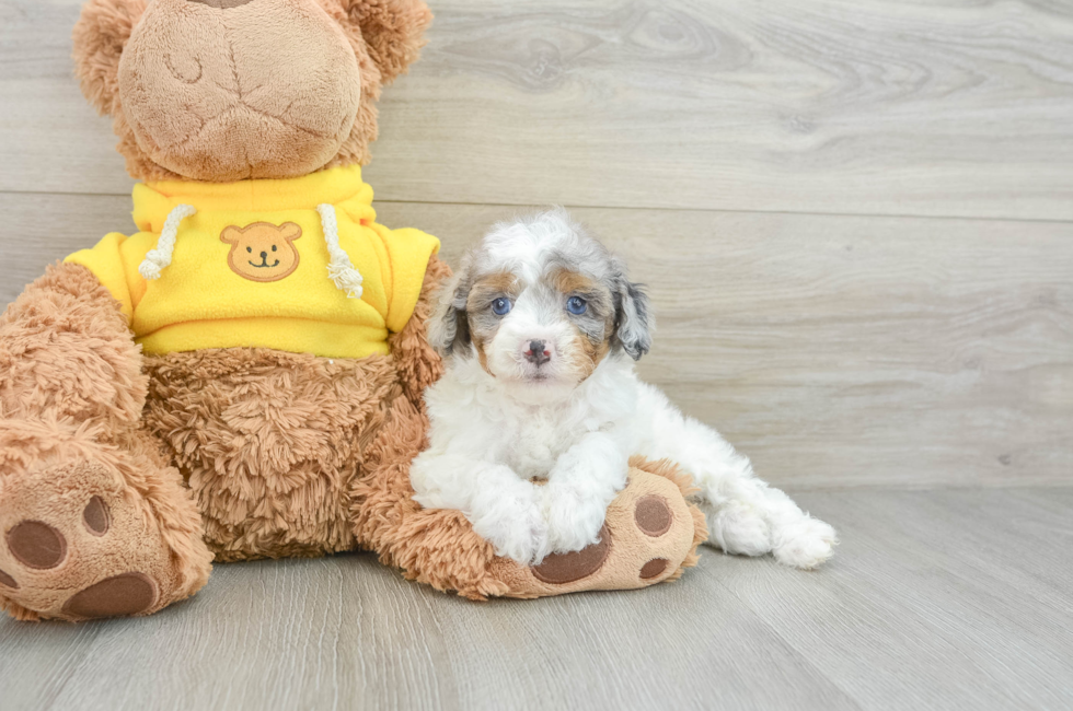 8 week old Mini Aussiedoodle Puppy For Sale - Pilesgrove Pups