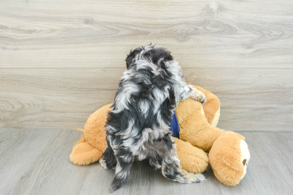 Best Mini Aussiedoodle Baby