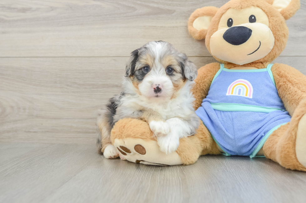 5 week old Mini Aussiedoodle Puppy For Sale - Pilesgrove Pups