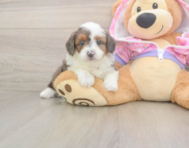 7 week old Mini Aussiedoodle Puppy For Sale - Pilesgrove Pups