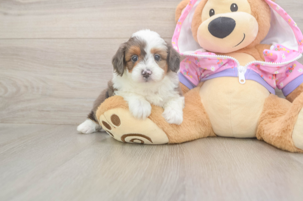 5 week old Mini Aussiedoodle Puppy For Sale - Pilesgrove Pups