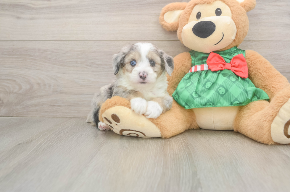 5 week old Mini Aussiedoodle Puppy For Sale - Pilesgrove Pups