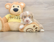 8 week old Mini Aussiedoodle Puppy For Sale - Pilesgrove Pups