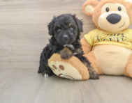 6 week old Mini Aussiedoodle Puppy For Sale - Pilesgrove Pups