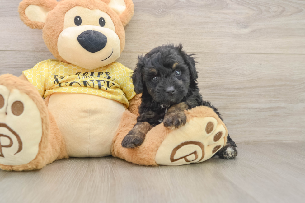 Playful Aussiepoo Poodle Mix Puppy