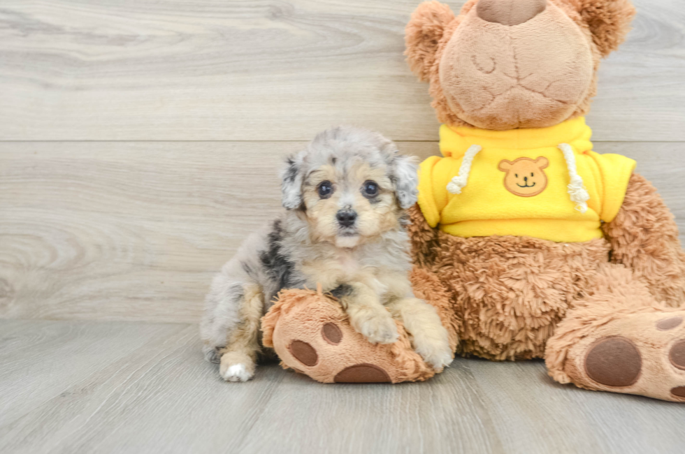 8 week old Mini Aussiedoodle Puppy For Sale - Pilesgrove Pups