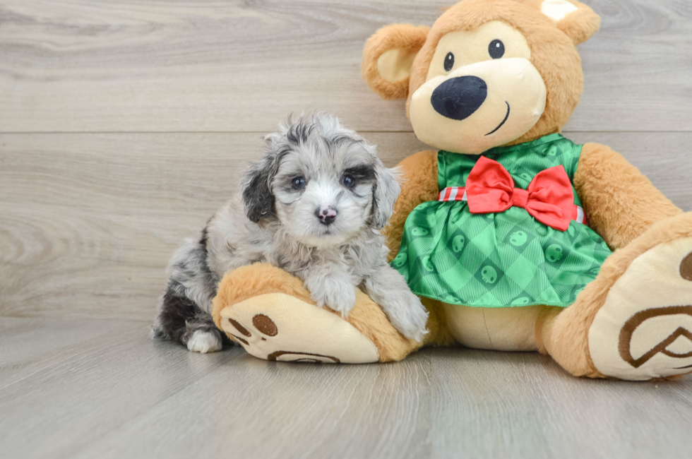 5 week old Mini Aussiedoodle Puppy For Sale - Pilesgrove Pups