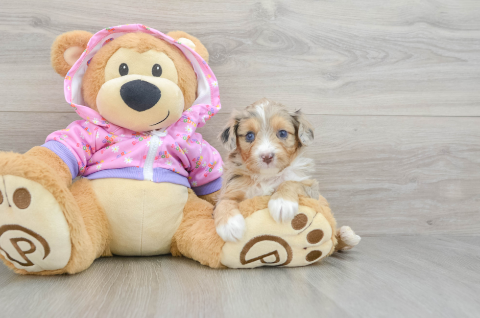 5 week old Mini Aussiedoodle Puppy For Sale - Pilesgrove Pups