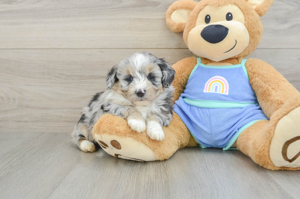 5 week old Mini Aussiedoodle Puppy For Sale - Pilesgrove Pups