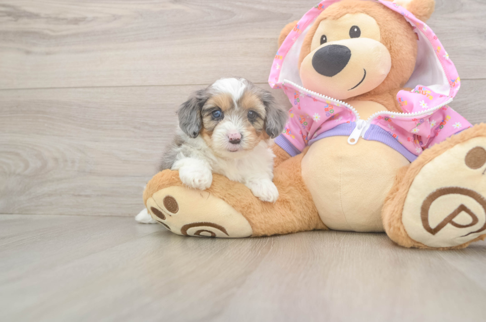 5 week old Mini Aussiedoodle Puppy For Sale - Pilesgrove Pups