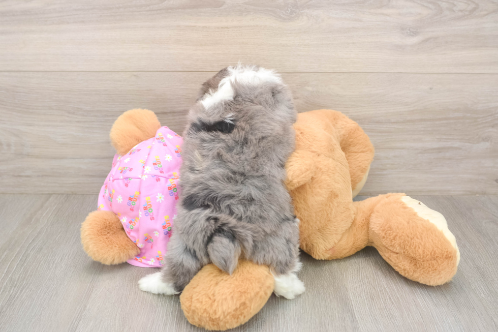 Petite Mini Aussiedoodle Poodle Mix Pup
