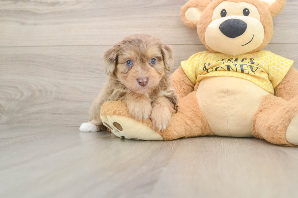 Best Mini Aussiedoodle Baby