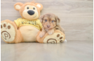 Petite Mini Aussiedoodle Poodle Mix Pup