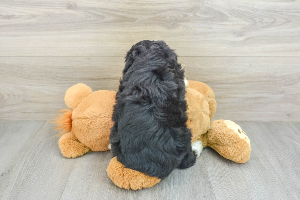 Energetic Aussie Poo Poodle Mix Puppy