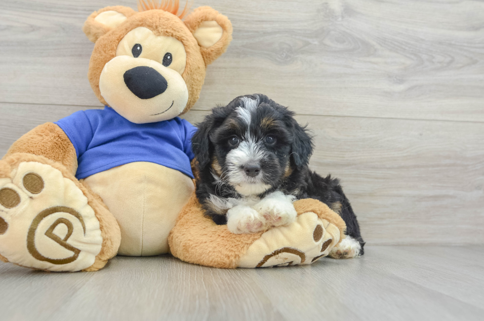 6 week old Mini Aussiedoodle Puppy For Sale - Pilesgrove Pups