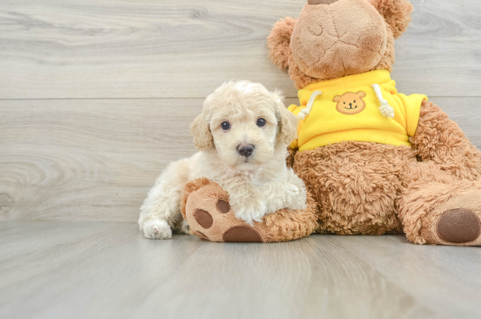 6 week old Mini Aussiedoodle Puppy For Sale - Pilesgrove Pups