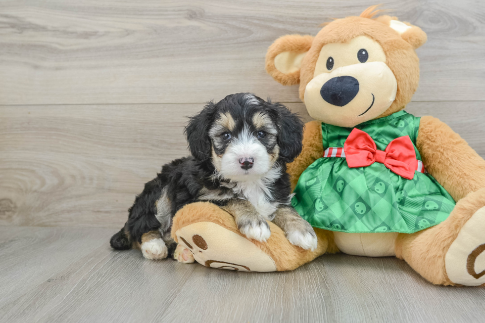 Smart Mini Aussiedoodle Poodle Mix Pup