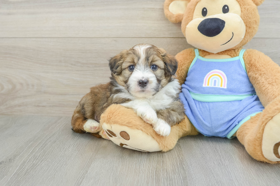 5 week old Mini Aussiedoodle Puppy For Sale - Pilesgrove Pups