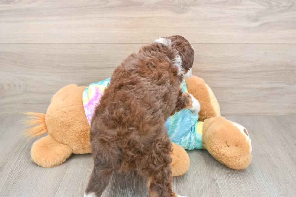 Playful Mini Aussiepoodle Poodle Mix Puppy
