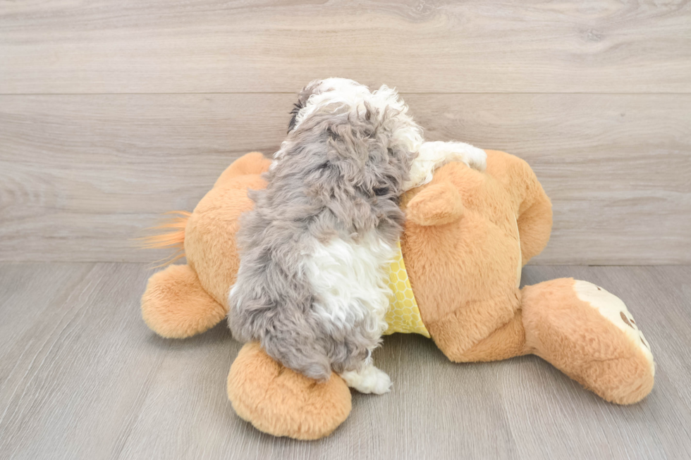 Mini Aussiedoodle Puppy for Adoption