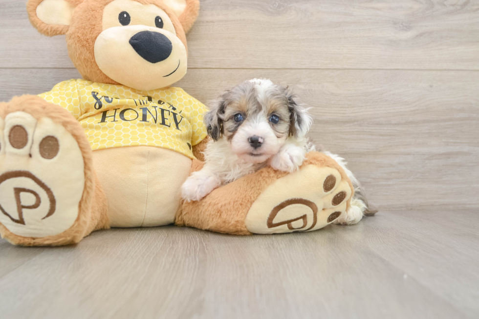 Adorable Mini Australian Shepherd X Poodle Mix Poodle Mix Puppy