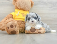 6 week old Mini Aussiedoodle Puppy For Sale - Pilesgrove Pups