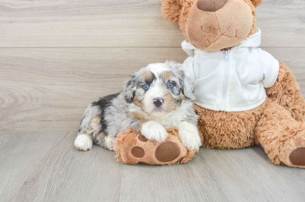 6 week old Mini Aussiedoodle Puppy For Sale - Pilesgrove Pups